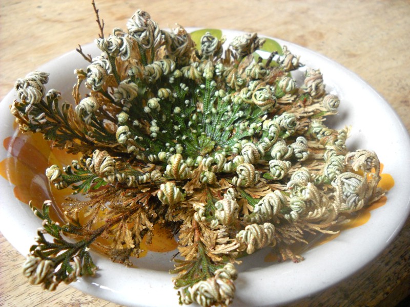 Small green opened rose of jericho plant