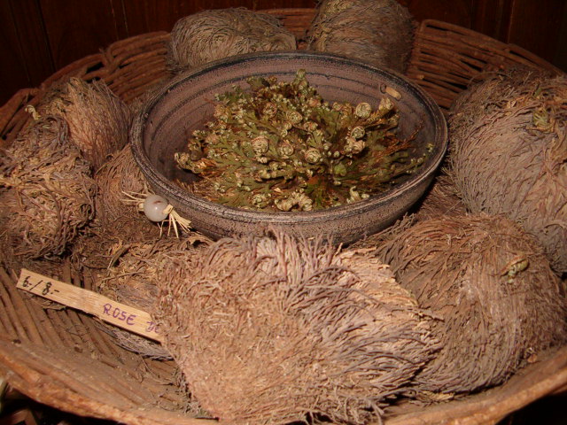 Rose of Jericho (selaginella lepidophylla) plants in a store