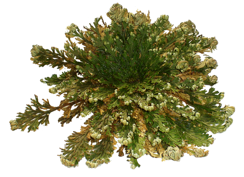 Green Rose of Jericho Plant