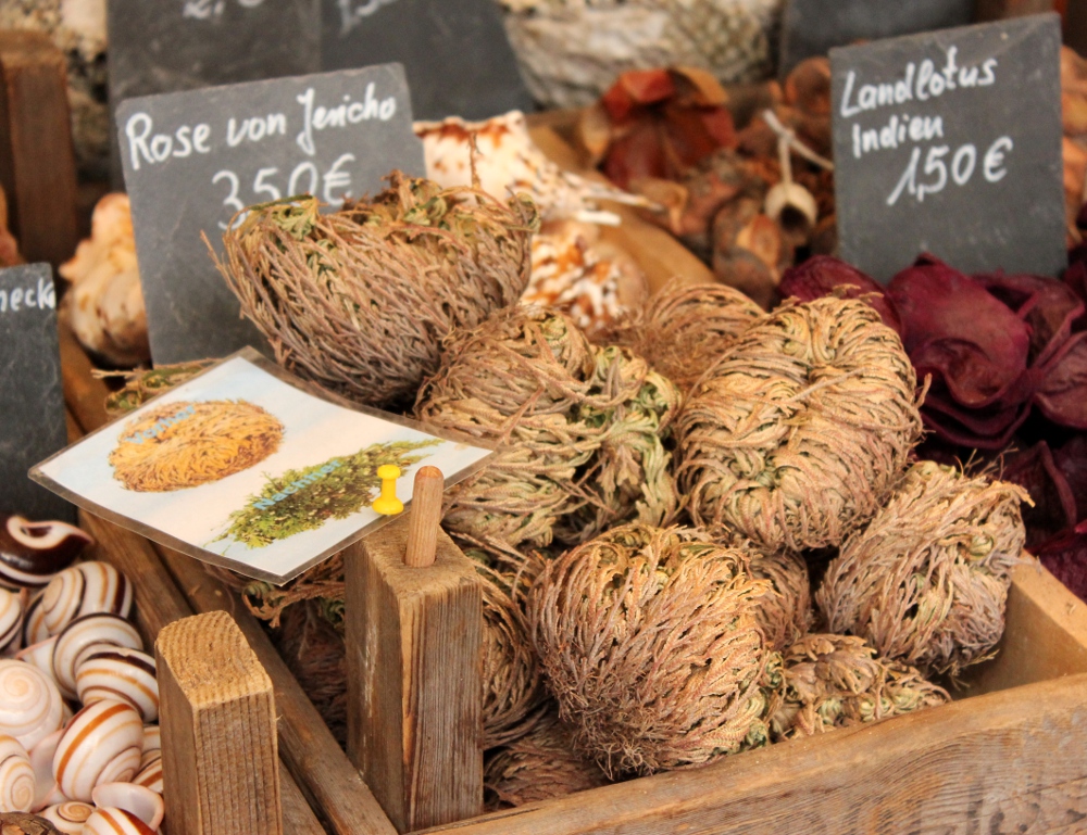 Rose of Jericho plants being sold at a market fair