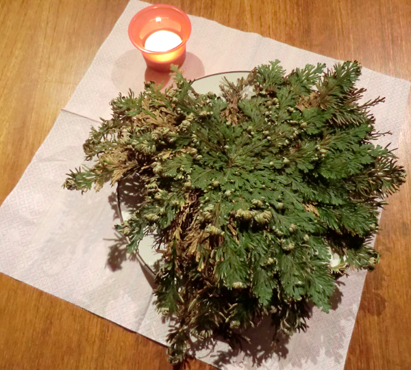 Selaginella lepidophylla Plant with Candle Prayer Ritual